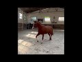 Castrone Holsteiner In vendita 2020 Sauro ,  CASALL