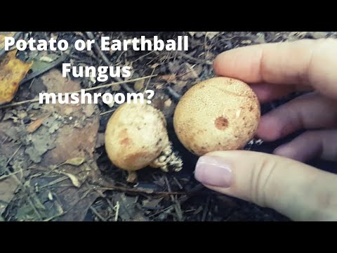 Common Earthball fungus mushroom