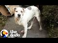 They Re Saving Dogs From Skid Row One Life At A Time The Dodo
