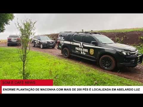 🔴 ENORME PLANTAÇÃO DE MACONHA É DESCOBERTA EM ABELARDO LUZ: MAIS DE 200 PÉS APREENDIDOS