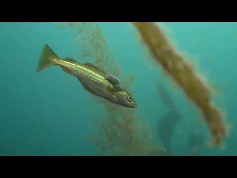 Vídeo: Sabes todo o que temos no mar?