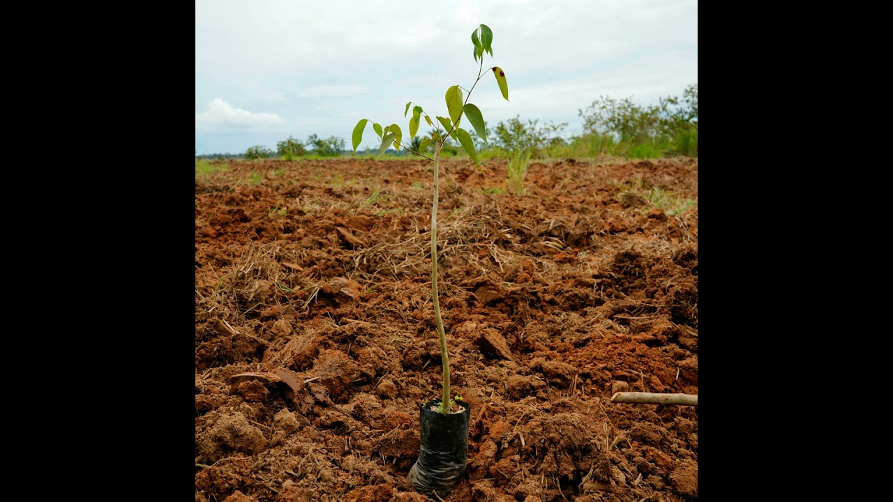 Carbon markets