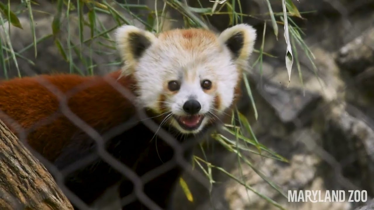 Take a look inside the brand new red panda habitat! 🐾❤️