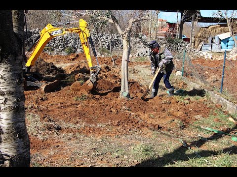 Presađivanje starih maslina