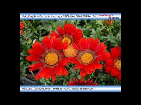 download lagu mp3 mp4 Gazania Daybreak Red Stripe, download lagu Gazania Daybreak Red Stripe gratis, unduh video klip Gazania Daybreak Red Stripe