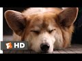 A Dog's Purpose (2017) - My Best Life Scene (7/10) | Movieclips