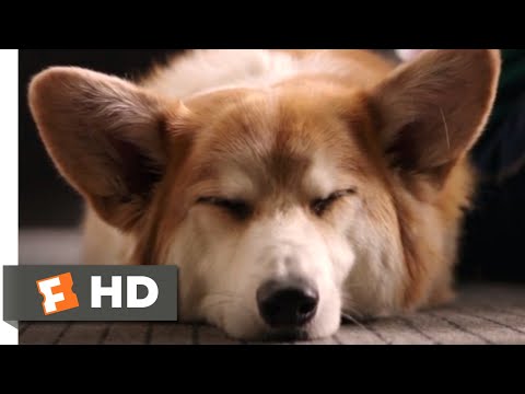 A Dog's Purpose (2017) - My Best Life Scene (7/10) | Movieclips