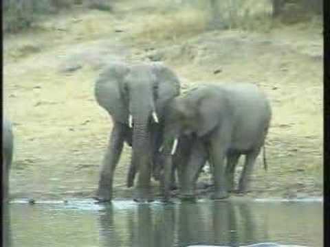 Elephant Breeding Herd Pt.1  06-08-08  5:04 pm CAT