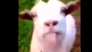 Wiggle your tongue like a Goat