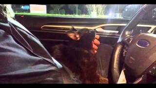 Karl Lentz & Mr  Dailey   Birds of Prey  Restored