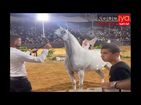 NOOR EL SHAMS KK . SUNDOWN K.A.  BY QR Marc & AMIRAT AL MARWAN BY SF VERIFY