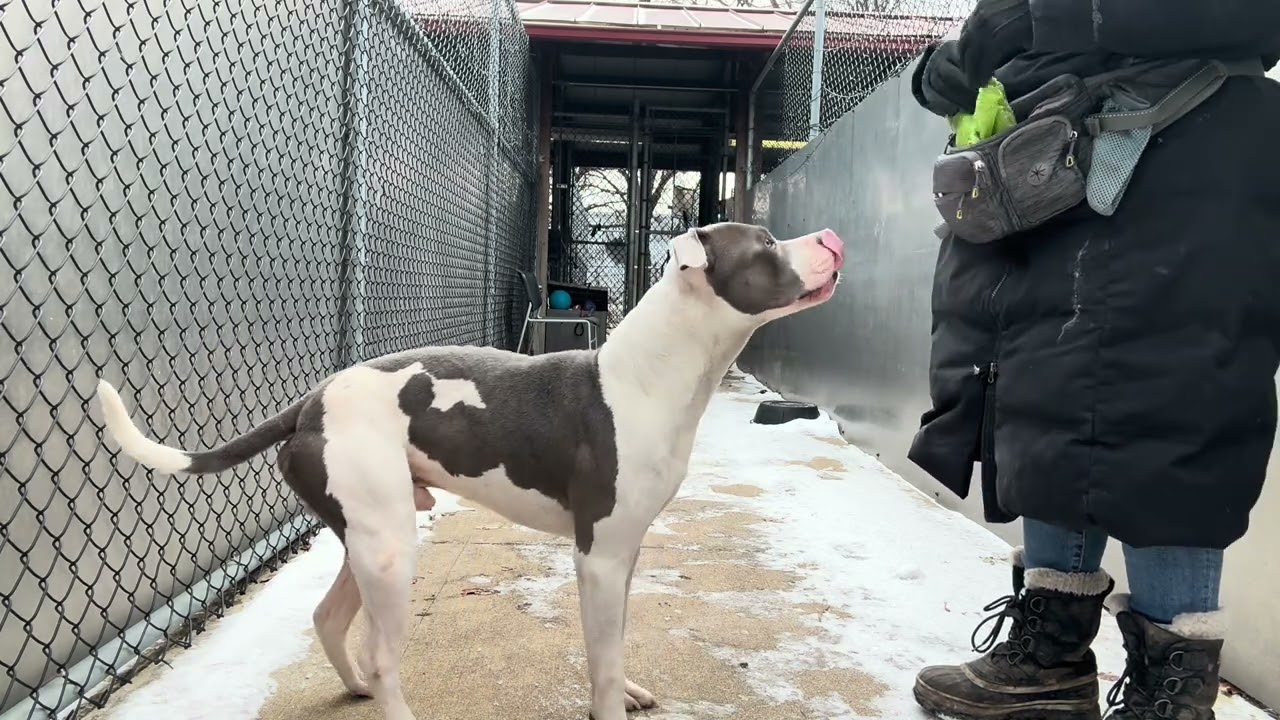 Enlarge Novak, a ADOPTABLE American Staffordshire Terrier in Chicago, IL video 5/5