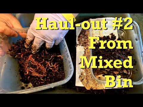 2nd haul-out of RW, ENC & Blue worms from 166-day bin - vermicomposting