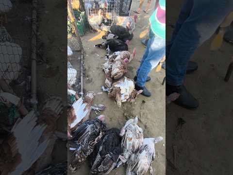 FEIRA DA GALINHA CAPOEIRA DE CAMPINA GRANDE-PB #shorts