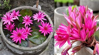 How to grow water lily on rooftop / Planting water lilies in pots at home