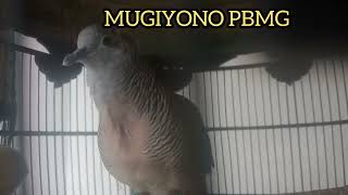 Download lagu PANCINGAN SUARA BURUNG PERKUTUT BANGKOK MANGGUNG GACOR mp3 Download lagu PANCINGAN SUARA BURUNG PERKUTUT BANGKOK MANGGUNG GACOR mp3