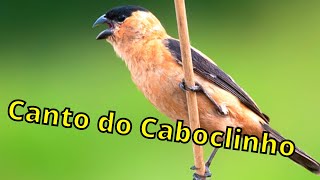 Como Fazer Caboclinho Cantar - Quero Ouvir o Canto do Caboclinho - Manejo de Caboclinho