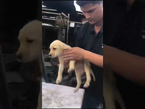 BIRENDRA NATH #PET GROOMER #EUROPE