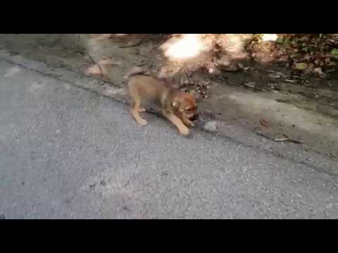 Lucien, Ludviga & Lumina - when Iulian found them