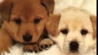 DJ Got Us Falling in Love - Kidz Bop Kids