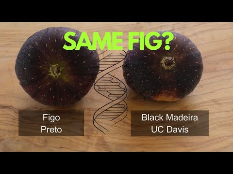 Figo Preto and Black Madeira | Same Fig?