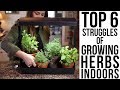Top 6 Struggles Of Growing Herbs Indoors W Solutions Garden Answer