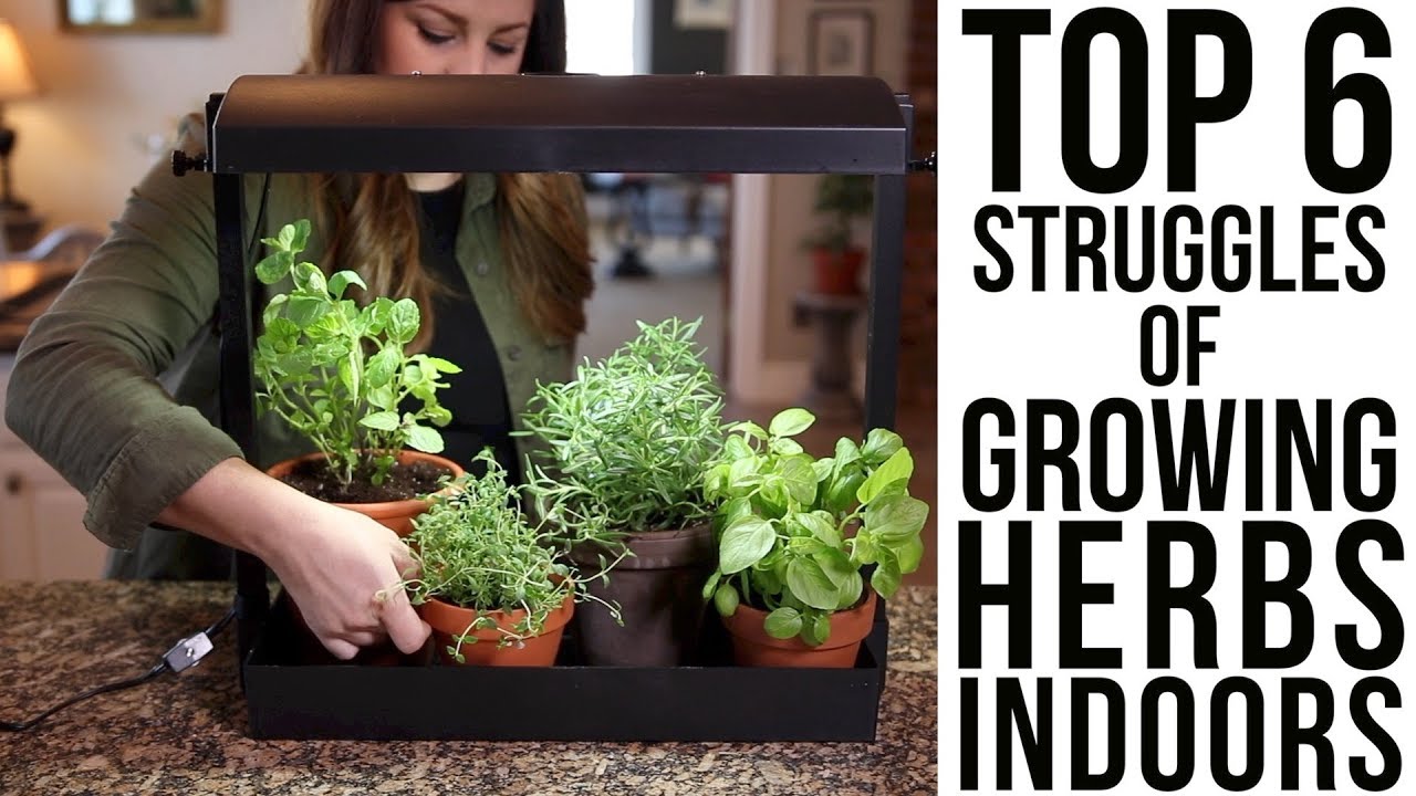 Top 6 Struggles of Growing Herbs Indoors (w/ solutions)!!!🌿🌿🌿 // Garden Answer - YouTube