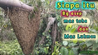 Download lagu Sarang Super yang Sudah Bertuan: saya gas saja #apisdorsata #panen #madu #lebah #liar #riau #bee  mp3