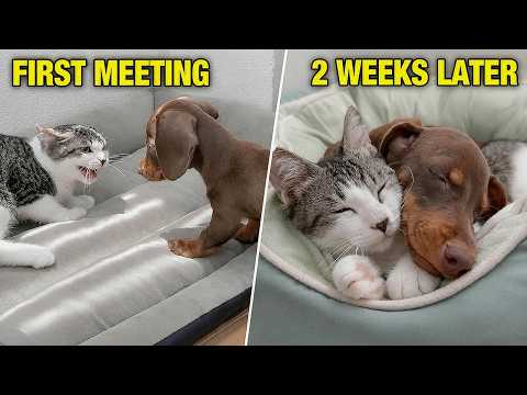 YouTube 썸네일