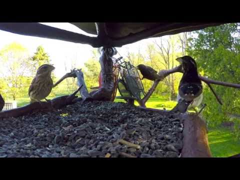 Rose-breasted Grosbeaks and Blue Jays