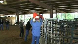 preview picture of video 'georgia junior rodeo J.D. Hopper's first ride'