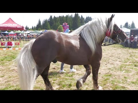 Armăsar Frumos dl. Marius de la Turda, Cluj 2021