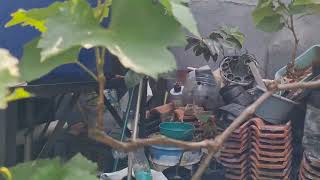 Tabulampot anggur jupiter 14 hsp,hari setelah pemangkasan 