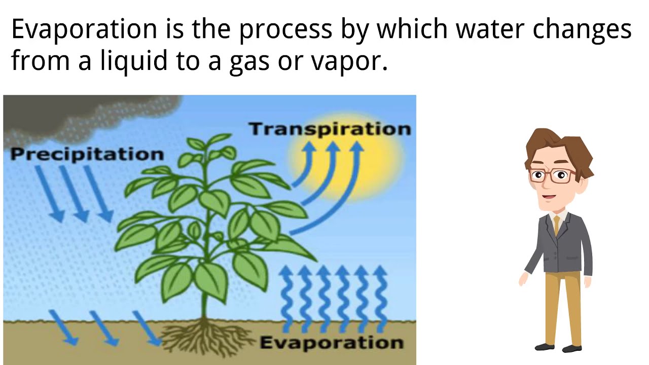Evapotranspiration