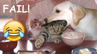 Try Not To Laugh Challenge - Funny Animal Cats and