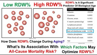 RDW Is A Significant Predictor Of Biological Age: Which Factors May Optimize It
