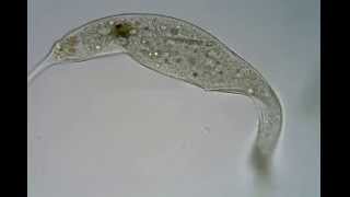 <em>Pelagodileptus</em> sp.