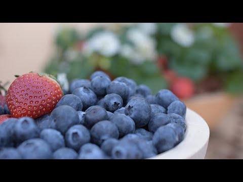 ORF Pflanzerei "Blaubeeren"