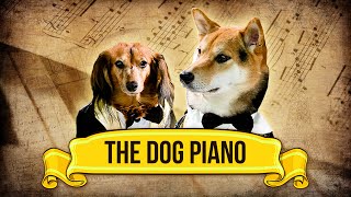 The Dog Piano!