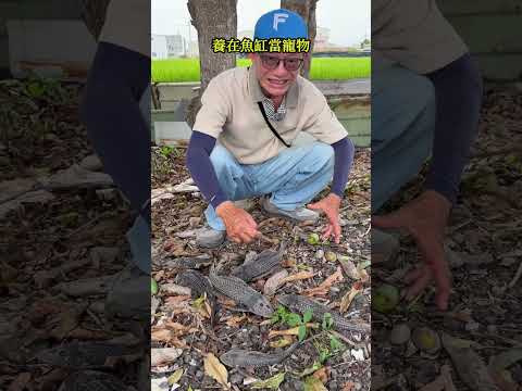 為什麼這種魚都「躺在樹下」？