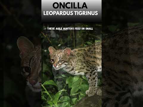 “Oncilla 🐱 | The Little Spotted Cat | WiralAnimals”