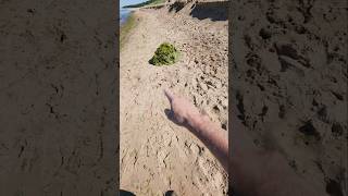 Sea poop 💩 X-Finds