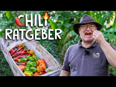 Chilis richtig ernten, überwintern und vermehren! 🌶 - Der Chili-Ratgeber