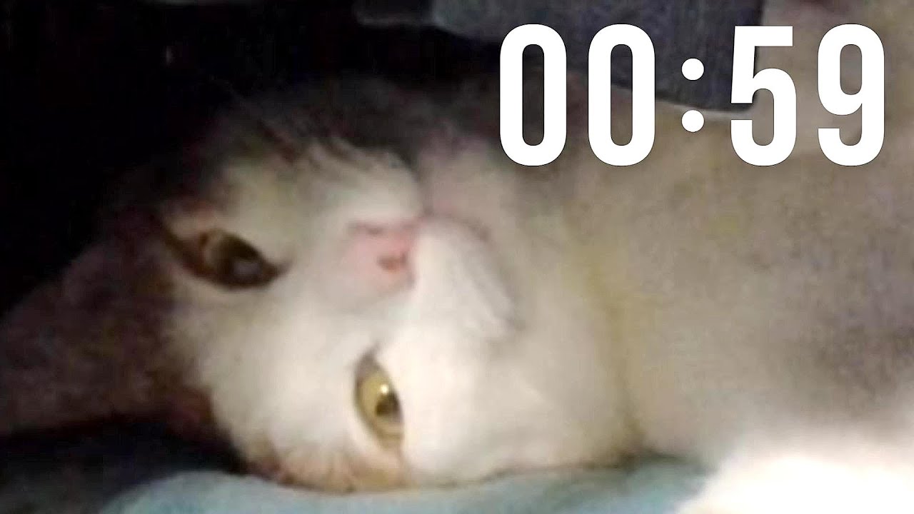 たった１分間のかわいい猫動画