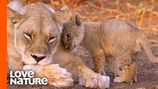 "Misfit" Lion Cub Seeks Attention From the Pride | Love Nature