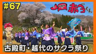 古殿町・越代のサクラ祭り「日曜日の赤ベコくん」#67