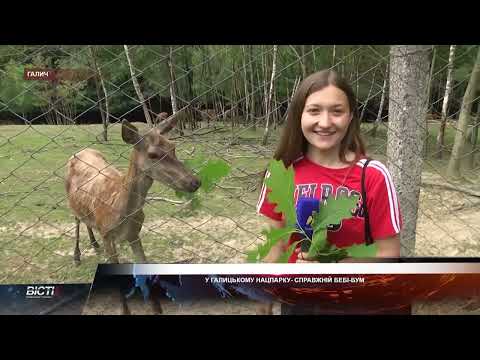 У Галицькому нацпарку – справжній бебі-бум