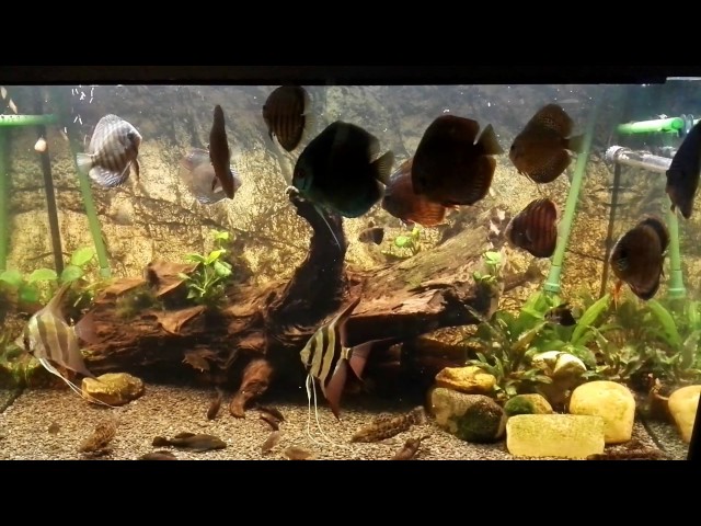 Discus fish tank