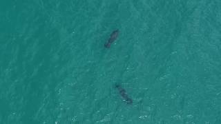 Primer censo de Manatíes en la Costa Norte de Samaná con drones