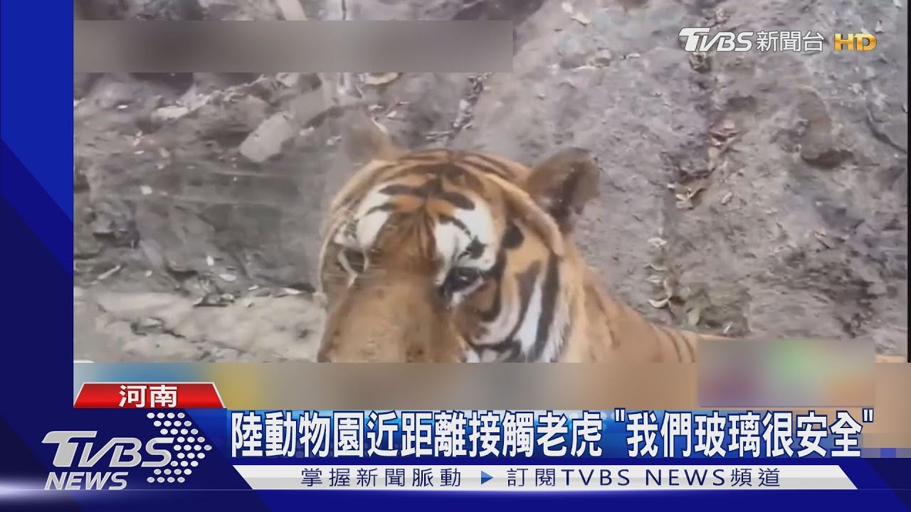 王的凝視!河南洛陽野生動物園 老虎站立趴窗窺遊客如廁